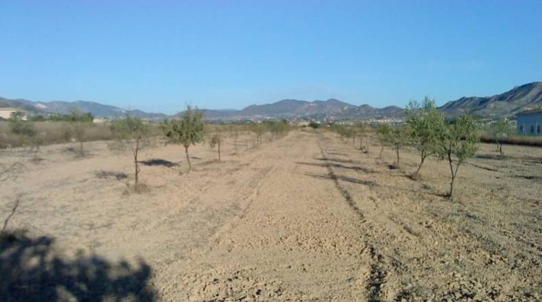 Alicante - La Columna - 13900m2