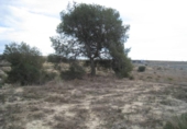 Terreny no urbanitzable en venda a la España, Montfort, ref.: TR32642 foto