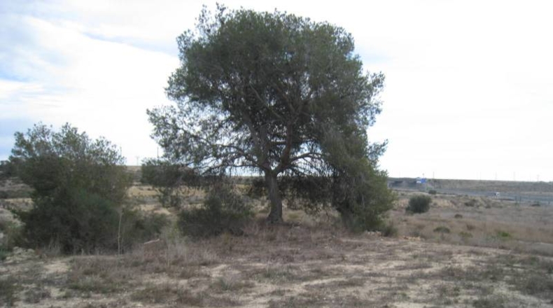 Alicante - Monforte del Cid - 58580m2