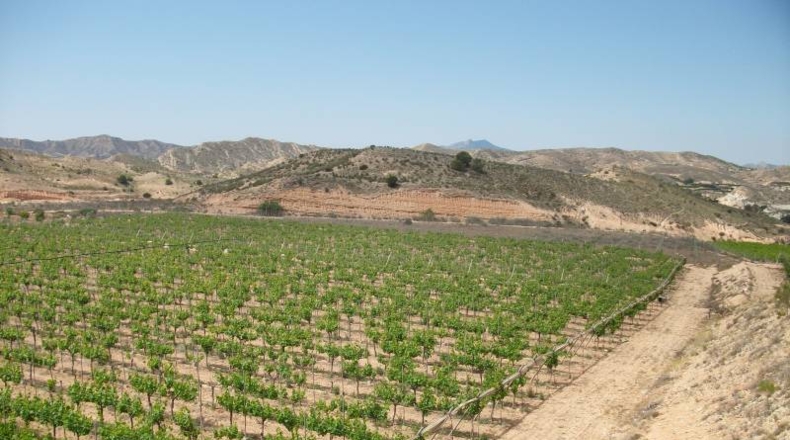 Alicante - Monforte del Cid - 50000m2