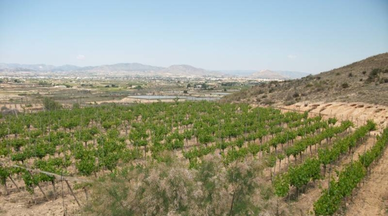 Alicante - Monforte del Cid - 50000m2