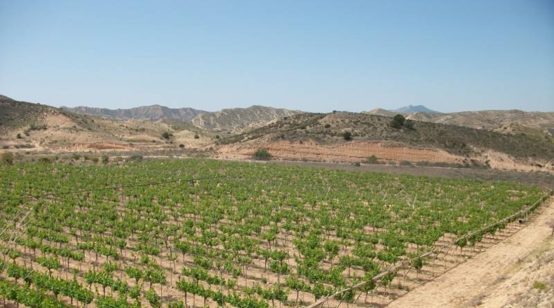 Alicante - Monforte del Cid - 50000m2