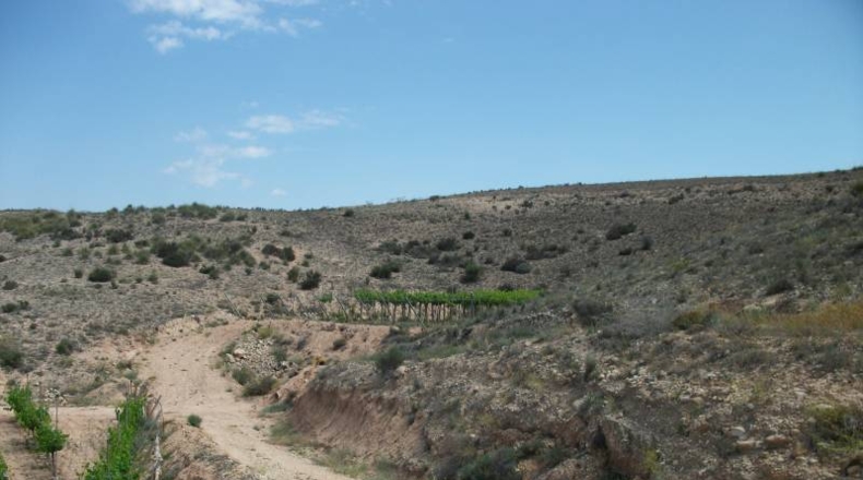 Alicante - Monforte del Cid - 50000m2