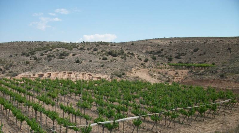 Alicante - Monforte del Cid - 50000m2
