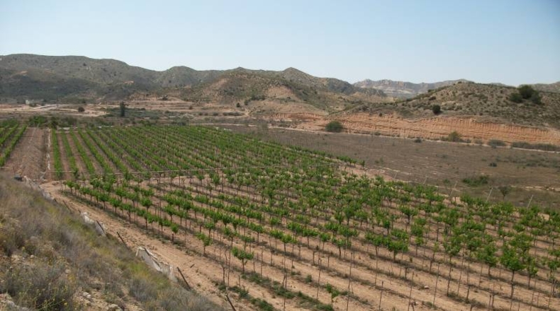 Alicante - Monforte del Cid - 50000m2