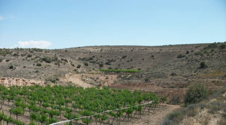 Alicante - Monforte del Cid - 50000m2