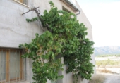 Finca rústica en venda a la España, Monòver, ref.: TR3197 foto