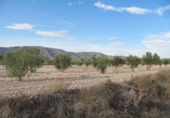 Finca rústica en venda a la España, Monòver, ref.: TR3197 foto