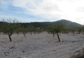 Finca rústica en venda a la España, Monòver, ref.: TR3197 foto
