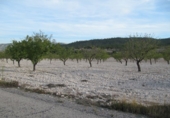 Finca rústica en venda a la España, Monòver, ref.: TR3197 foto
