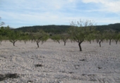Finca rústica en venda a la España, Monòver, ref.: TR3197 foto