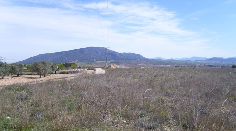 Alicante - Pinoso - 72000m2