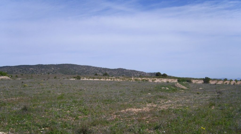 Alicante - Pinoso - 72000m2