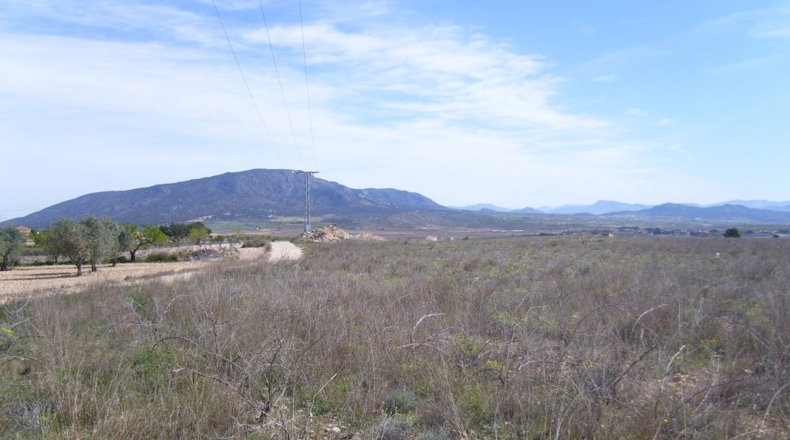 Alicante - Pinoso - 72000m2