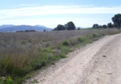 Non-developable land for sale on España, Pinoso, ref: TR32629 photo
