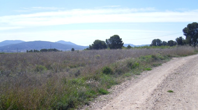Alicante - Pinoso - 72000m2