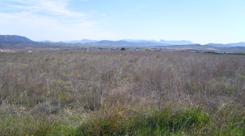 Alicante - Pinoso - 72000m2