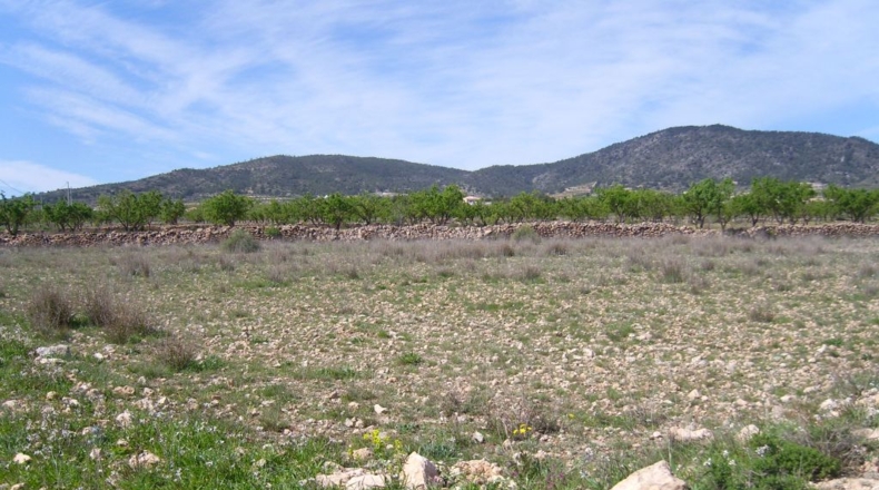 Alicante - Pinoso - 72000m2