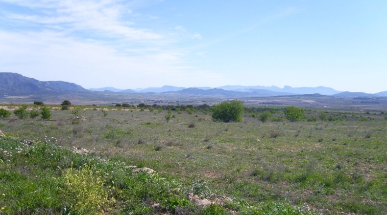 Alicante - Pinoso - 72000m2