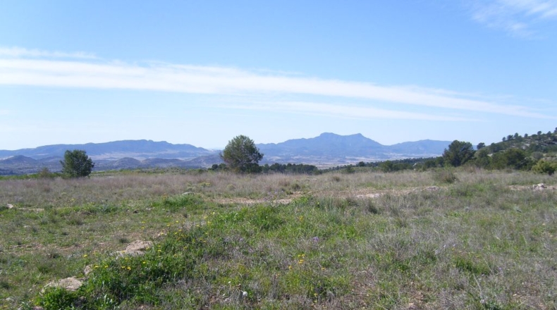 Murcia - Raspay - 150000m2
