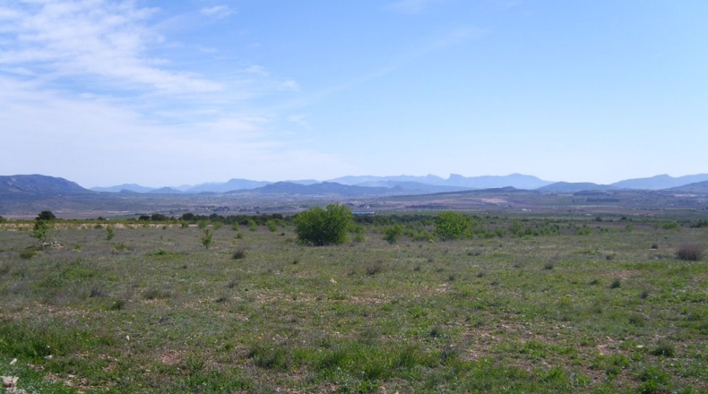 Murcia - Raspay - 150000m2