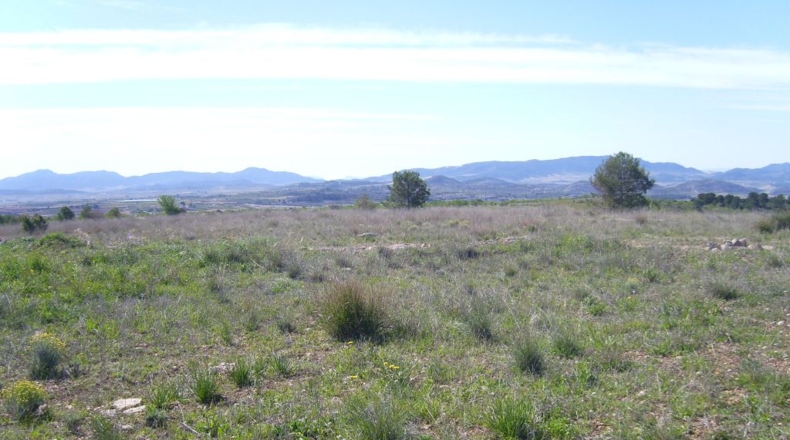 Murcia - Raspay - 150000m2