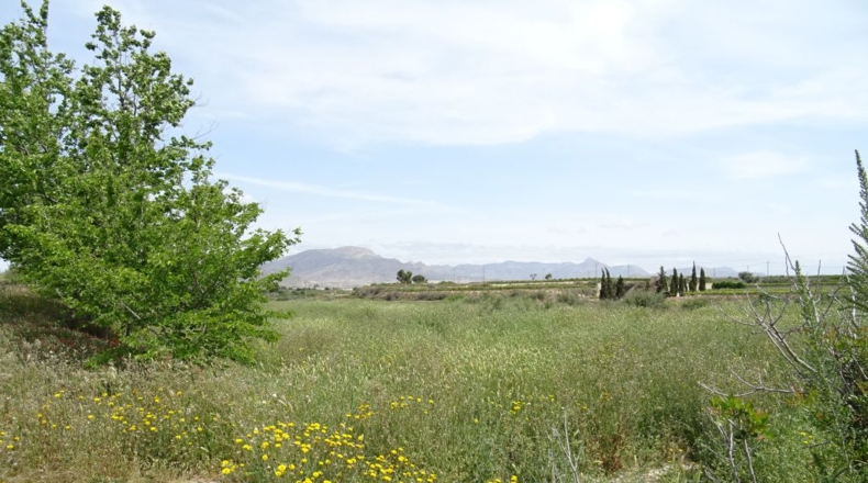 Alicante - La Columna - 60000m2