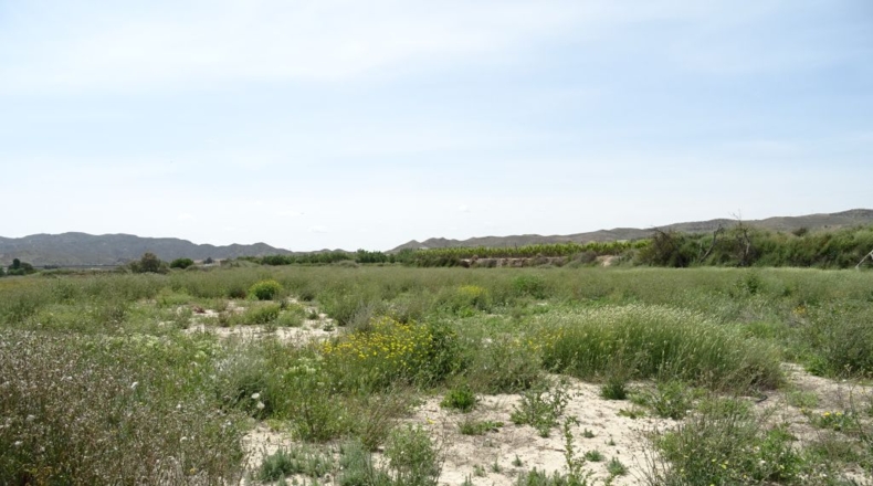 Alicante - La Columna - 60000m2