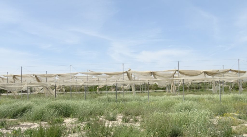 Alicante - La Columna - 60000m2