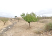 Finca rústica en venda a la España, el Pinós, ref.: TR17385 foto