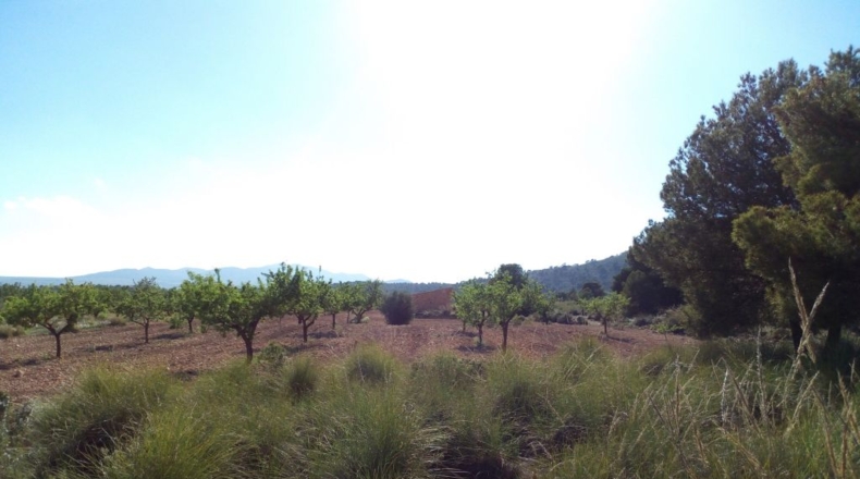 Alicante - Pinoso - 11202m2