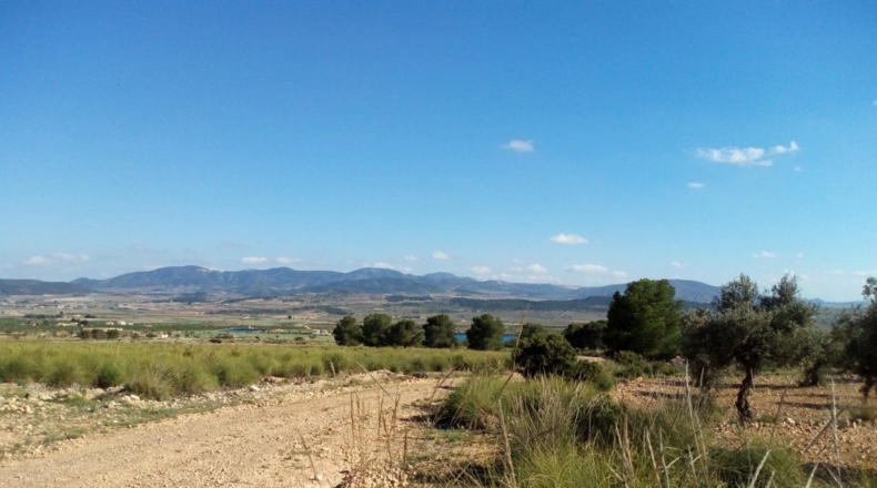Alicante - Pinoso - 11202m2