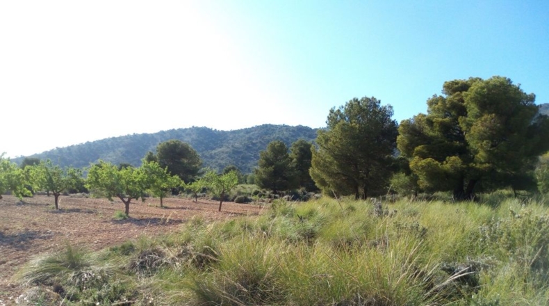 Alicante - Pinoso - 11202m2