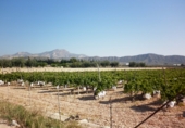Non-developable land for sale on España, Novelda, ref: TR3024 photo