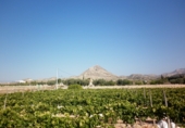 Non-developable land for sale on España, Novelda, ref: TR3024 photo