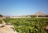 Non-developable land for sale on España, Novelda, ref: TR3024 photo
