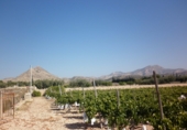 Non-developable land for sale on España, Novelda, ref: TR3024 photo