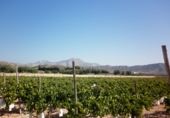 Non-developable land for sale on España, Novelda, ref: TR3024 photo