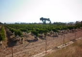 Non-developable land for sale on España, Novelda, ref: TR3024 photo