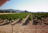 Non-developable land for sale on España, Novelda, ref: TR3024 photo