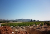 Non-developable land for sale on España, Novelda, ref: TR3024 photo