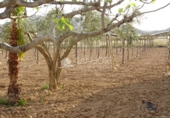 Casa de campo con terreno en venta en la España, Aspe, ref: TR17089 foto