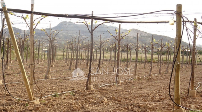 Alicante - Aspe - 16000m2