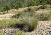 Terreny no urbanitzable en venda a la España, el Fondó de les Neus, ref.: TR3008 foto