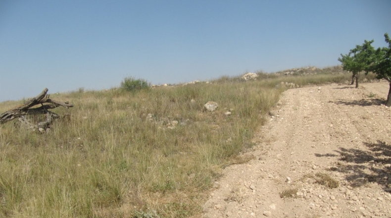 Alicante - Pinoso - 800m2