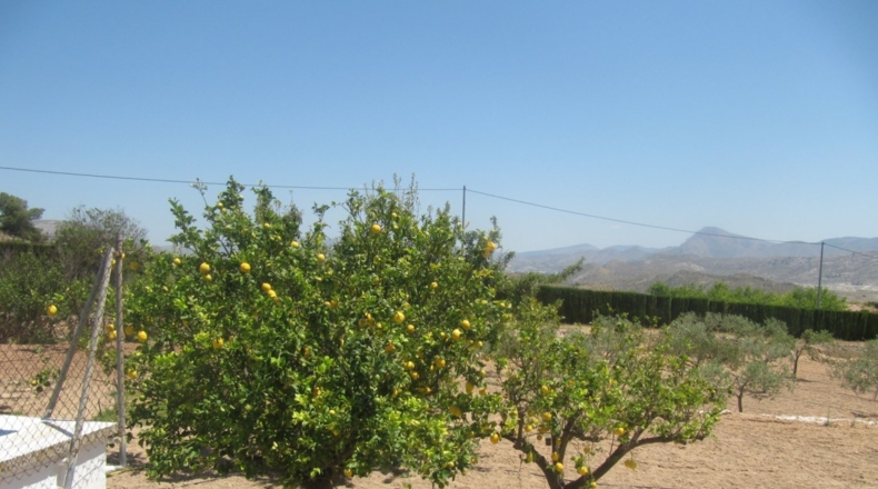 Alicante - Monóvar - 7800m2