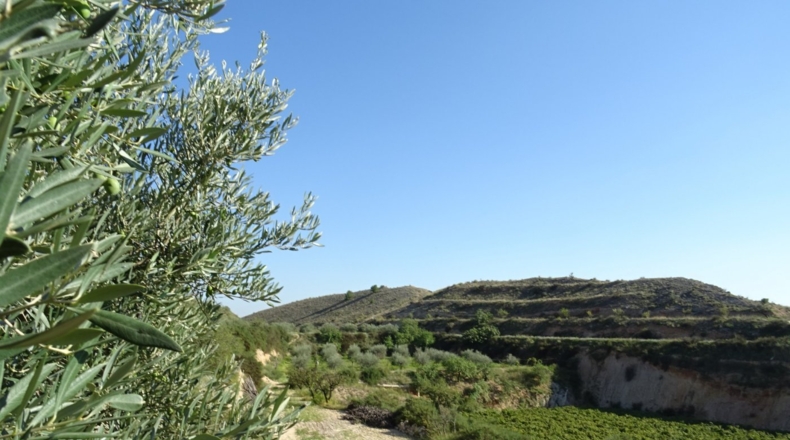 Alicante - Aspe - 22775m2
