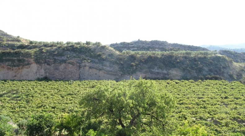Alicante - Aspe - 22775m2
