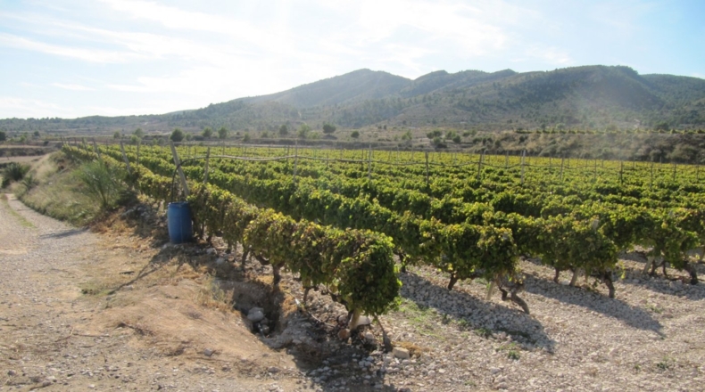 Alicante - Monóvar - 110000m2