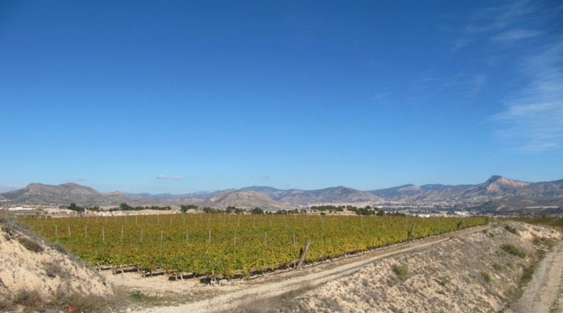 Alicante - Monóvar - 110000m2